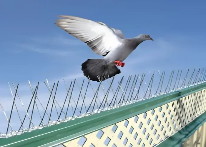 Netting Armoury Anti Bird Spikes in Bhubaneswar, Cuttack, Puri, Sambalpur, Khordha, Bhadrak, Jajpur, Balasore, Rourkela, Ganjam, Jharsuguda, Rayagada, Berhampur