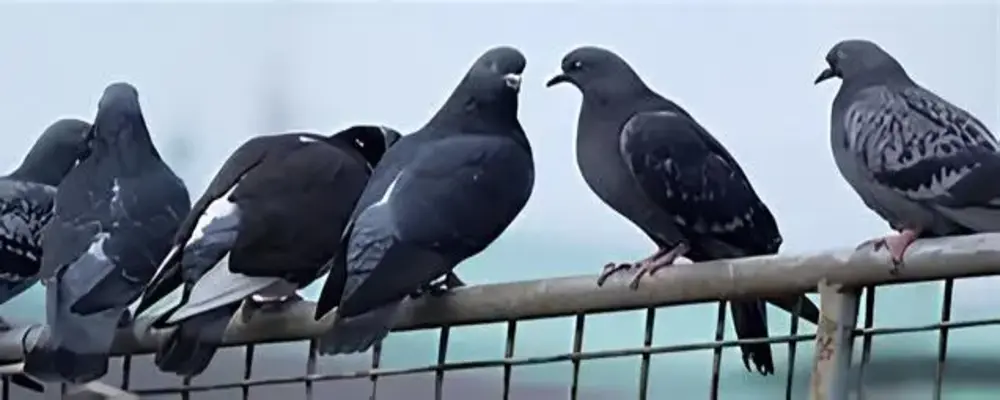 Netting Armoury Net for Pigeons in Bhubaneswar, Cuttack, Puri, Khordha, Ganjam, Jharsuguda, Rourkela, Rayagada, Bhadrak, Balasore, Berhampur, Sambalpur, Jajpur